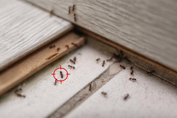 Best Residential Pest Control  in Barrington Hls, IL