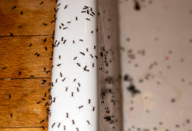 Best Termite Control Services  in Barrington Hls, IL